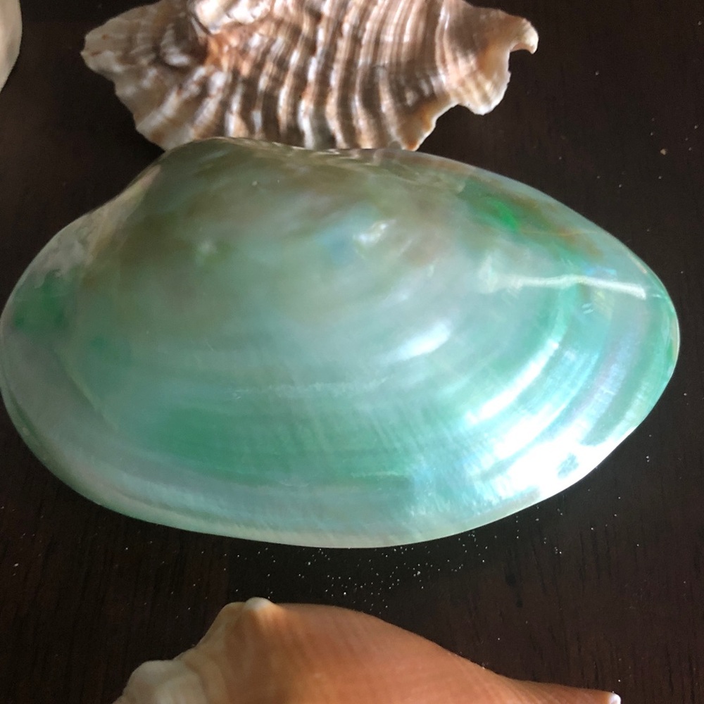 👶🏻 Assorted Seashell Collection - Picture 15 of 15